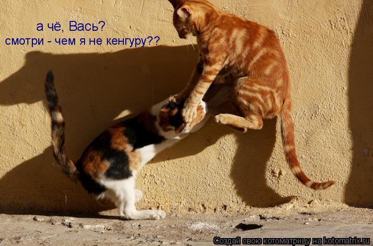 а чё, Вась? смотри - чем я не кенгуру??... Котоматрица: а чё, Вась? смотри - чем я не кенгуру??