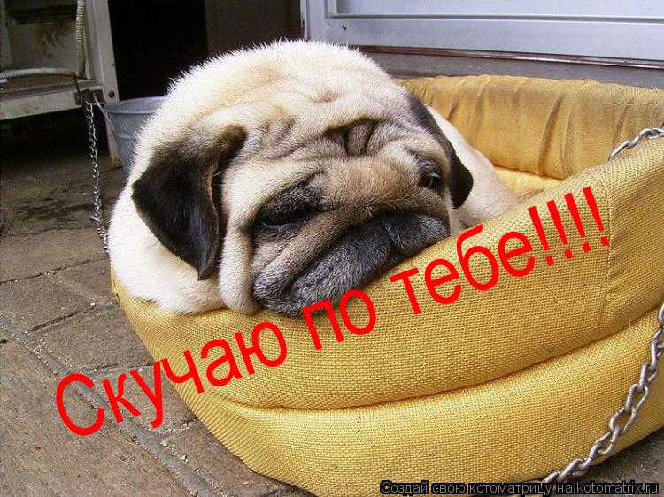 Скучаю по тебе!!!!... Котоматрица: Скучаю по тебе!!!!