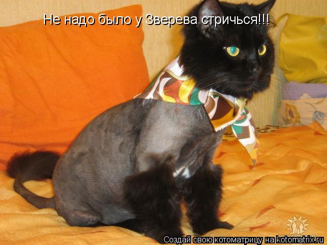 Не надо было у Зверева стричься!!!... Котоматрица: Не надо было у Зверева стричься!!!