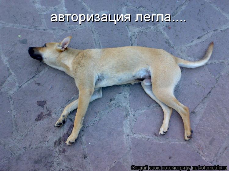 авторизация легла....... Котоматрица: авторизация легла....