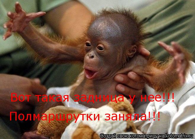 Вот такая задница у нее!!! Полмаршрутки заняла!!!... Котоматрица: Вот такая задница у нее!!! Полмаршрутки заняла!!!
