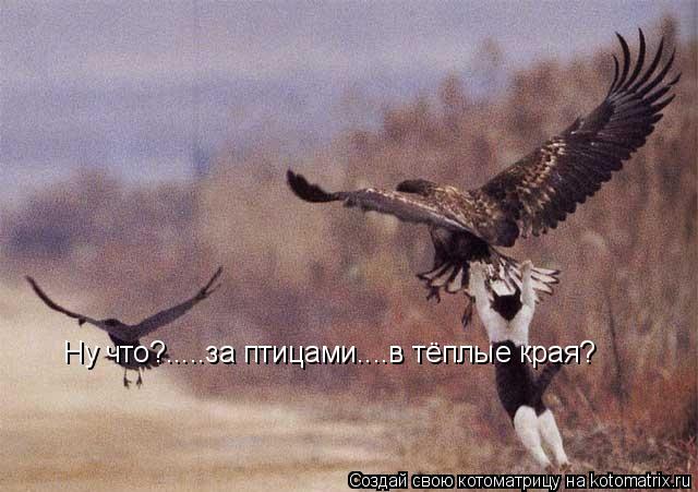 Ну что?.....за птицами....в тёплые края?... Котоматрица: Ну что?.....за птицами....в тёплые края?