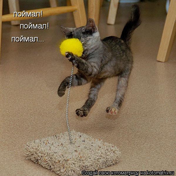 поймал! поймал! поймал...... Котоматрица: поймал! поймал! поймал...