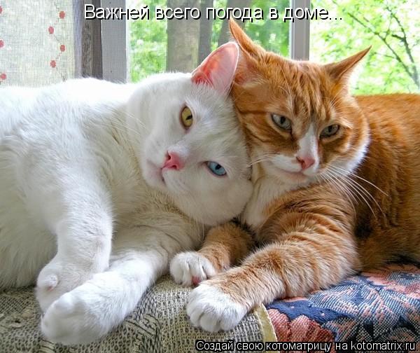 Важней всего погода в доме...... Котоматрица: Важней всего погода в доме...