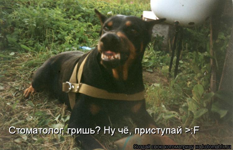 Стоматолог, гришь? Ну чё, приступай >:F... Котоматрица: Стоматолог, гришь? Ну чё, приступай >:F