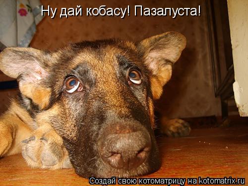 Ну дай кобасу! Пазалуста!... Котоматрица: Ну дай кобасу! Пазалуста!