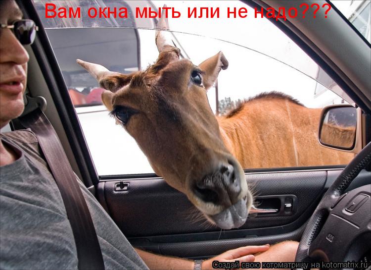 Вам окна мыть или не надо???... Котоматрица: Вам окна мыть или не надо???
