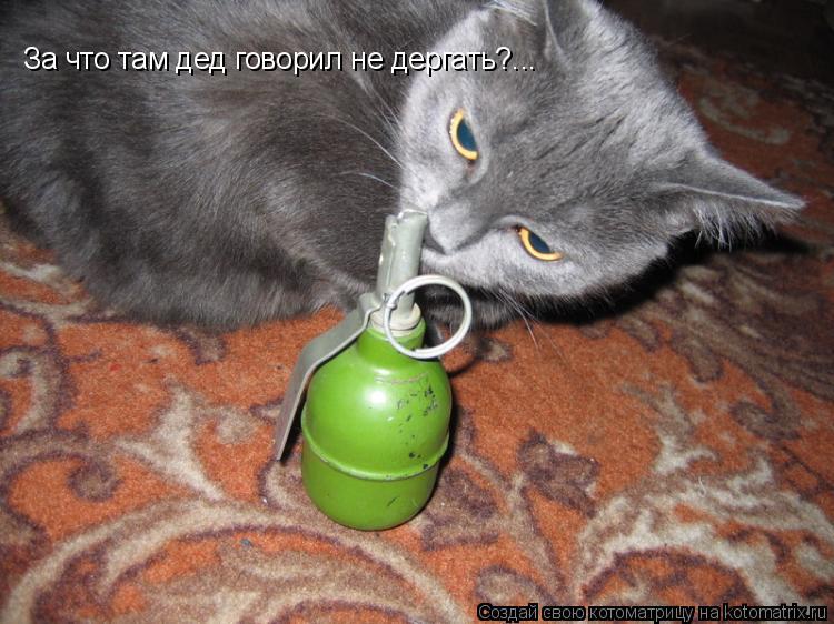 За что там дед говорил не дергать?...... Котоматрица: За что там дед говорил не дергать?...