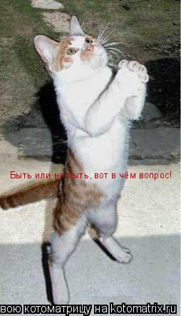 Быть или не быть, вот в чём вопрос!... Котоматрица: Быть или не быть, вот в чём вопрос!