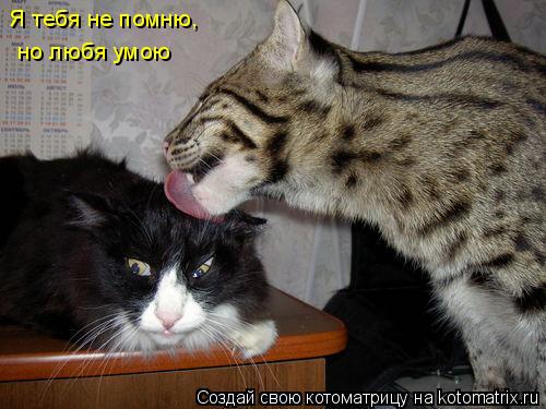 Я тебя не помню, но любя умою... Котоматрица: Я тебя не помню, но любя умою