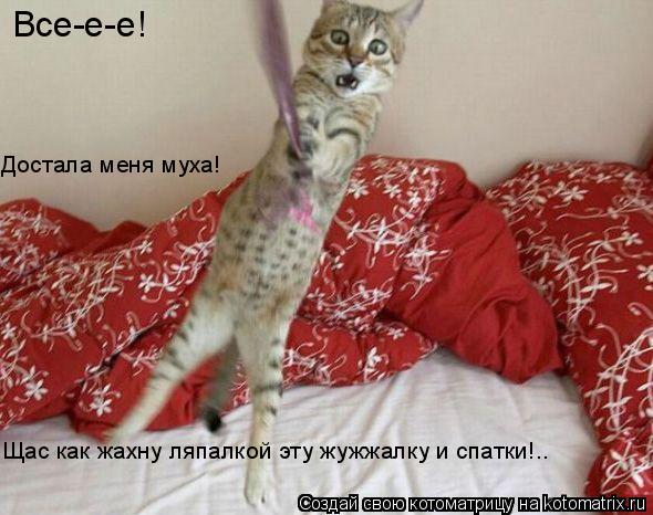 Все-е-е! Достала меня муха! Щас как жахну ляпалкой эту жужжалку и спатки!..... Котоматрица: Все-е-е! Достала меня муха! Щас как жахну ляпалкой эту жужжалку и спатки!..