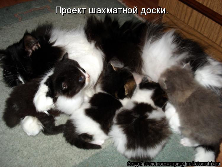 Проект шахматной доски.... Котоматрица: Проект шахматной доски.