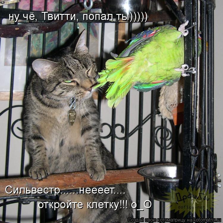 ну чё, Твитти, попал ты))))) Сильвестр......неееет.... откройте клетку!!! о_О... Котоматрица: ну чё, Твитти, попал ты))))) Сильвестр......неееет.... откройте клетку!!! о_О