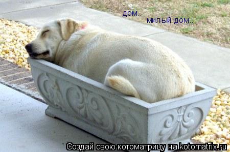 дом.. милый дом..... Котоматрица: дом.. милый дом..