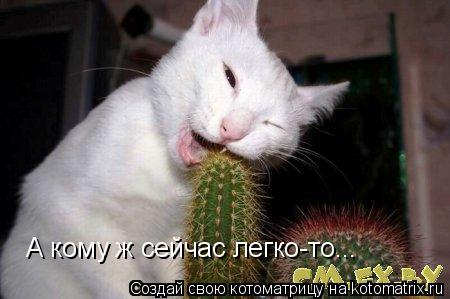 А кому ж сейчас легко-то...... Котоматрица: А кому ж сейчас легко-то...
