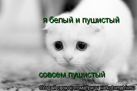 я белый и пушистый совсем пушистый... Котоматрица: я белый и пушистый совсем пушистый