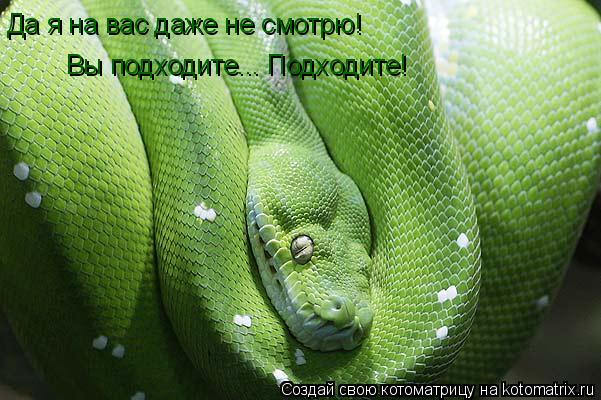 Да я на вас даже не смотрю! Вы подходите... Подходите!... Котоматрица: Да я на вас даже не смотрю! Вы подходите... Подходите!