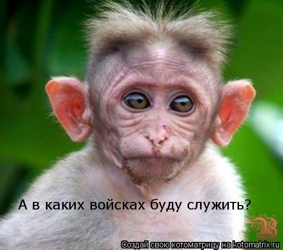 А в каких войсках буду служить?... Котоматрица: А в каких войсках буду служить?