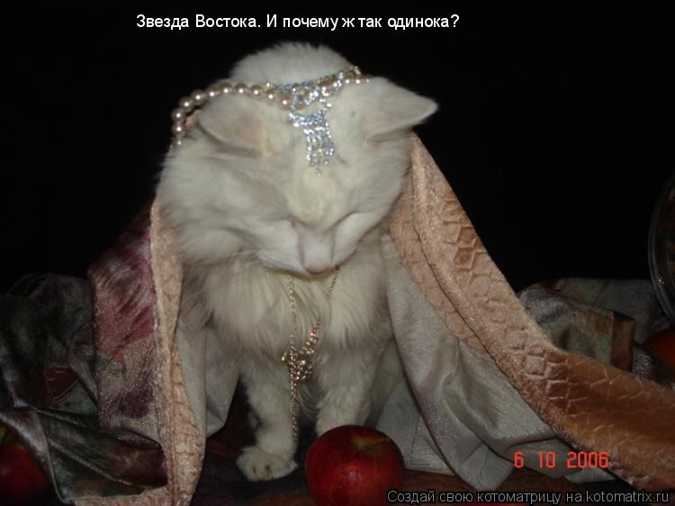 Звезда Востока. И почему ж так одинока?... Котоматрица: Звезда Востока. И почему ж так одинока?