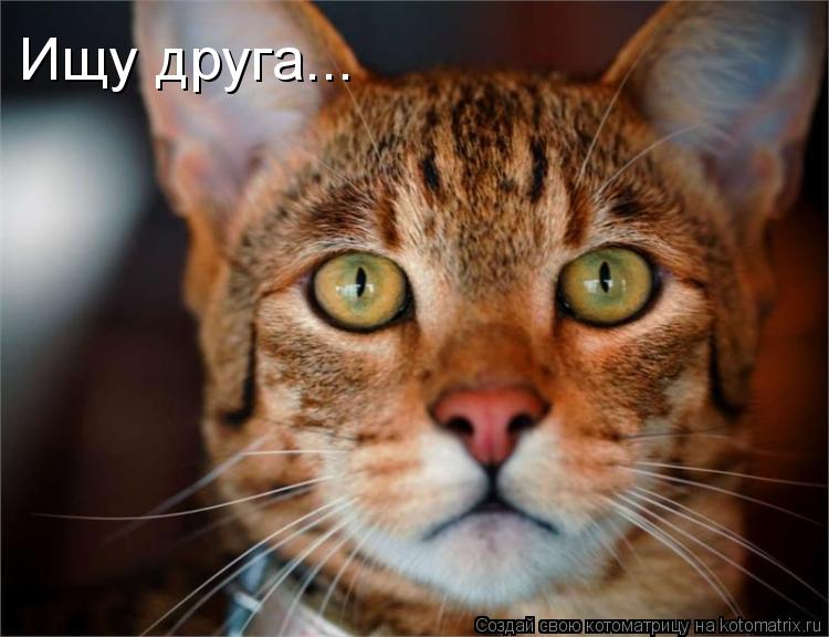 Ищу друга...... Котоматрица: Ищу друга...