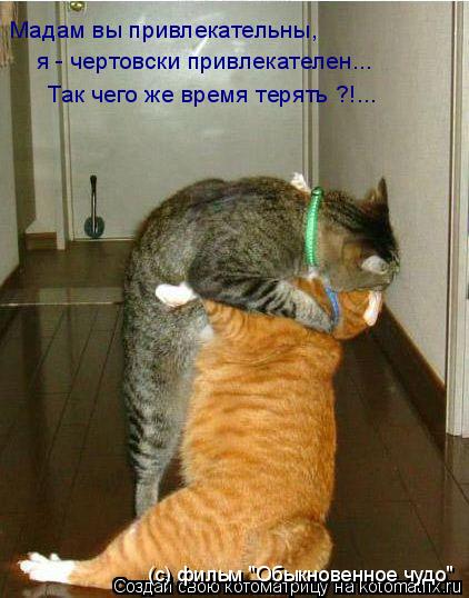 Мадам вы привлекательны, я - чертовски привлекателен... Так чего же время терять ?!... (c) фильм "Обы... Котоматрица: Мадам вы привлекательны, я - чертовски привлекателен... Так чего же время терять ?!... (c) фильм "Обыкновенное чудо"
