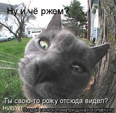 Ну и чё ржем? Ты свою-то рожу отсюда видел?... Котоматрица: Ну и чё ржем? Ты свою-то рожу отсюда видел?