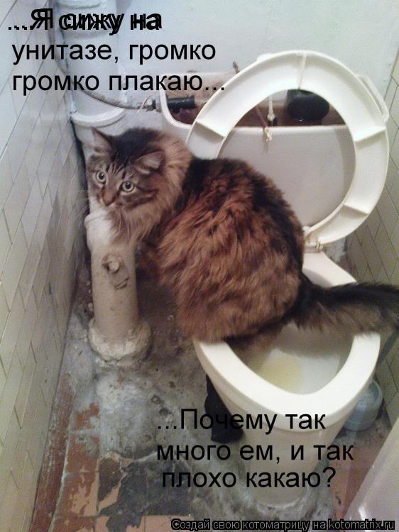 ...Я сижу на... Котоматрица: ...Я сижу на