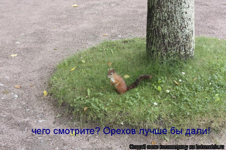 чего смотрите? Орехов лучше бы дали!... Котоматрица: чего смотрите? Орехов лучше бы дали!