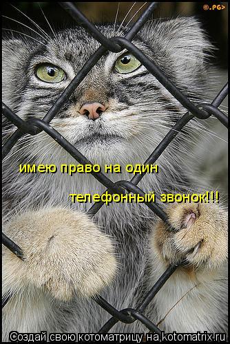 имею право на один телефонный звонок!!!... Котоматрица: имею право на один телефонный звонок!!!