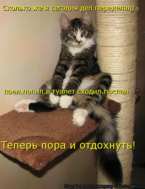 Сколько же я сегодня дел переделал! поел.попил.в туалет сходил.поспал. Теперь пора и отдохнуть!... Котоматрица: Сколько же я сегодня дел переделал! поел.попил.в туалет сходил.поспал. Теперь пора и отдохнуть!