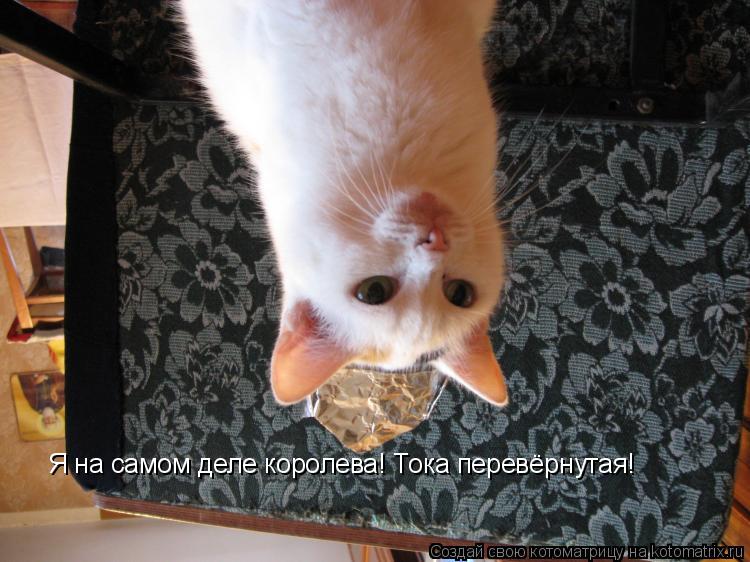 Я на самом деле королева! Тока перевёрнутая!... Котоматрица: Я на самом деле королева! Тока перевёрнутая!