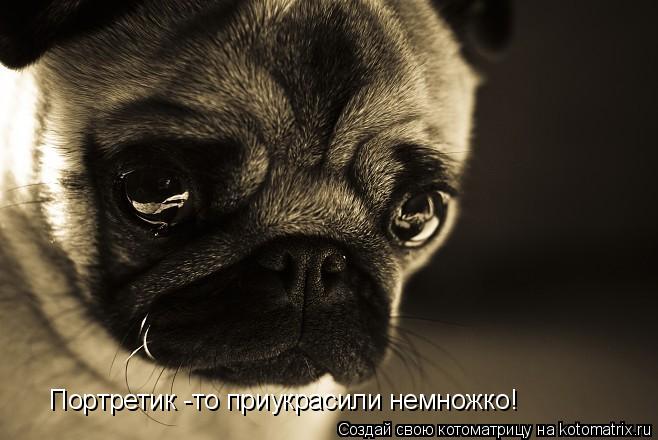Портретик -то приукрасили немножко!... Котоматрица: Портретик -то приукрасили немножко!