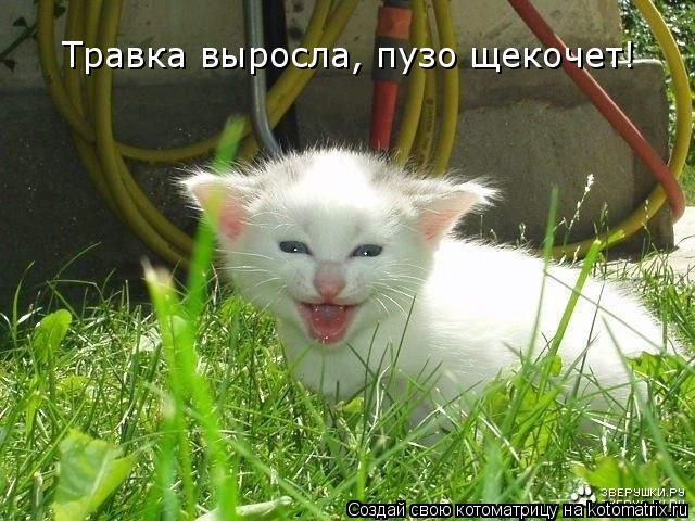 Травка выросла, пузо щекочет!... Котоматрица: Травка выросла, пузо щекочет!