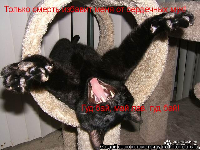 Только смерть избавит меня от сердечных мук! Гуд бай, май лав, гуд бай!... Котоматрица: Только смерть избавит меня от сердечных мук! Гуд бай, май лав, гуд бай!