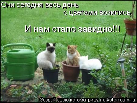 Они сегодня весь день с цветами возились. И нам стало завидно!!!... Котоматрица: Они сегодня весь день с цветами возились. И нам стало завидно!!!