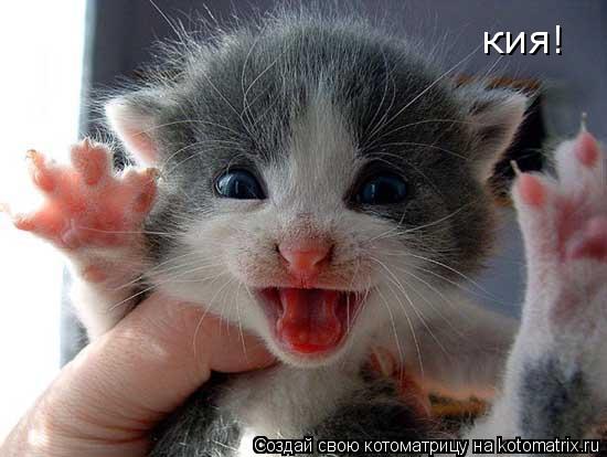 кия!... Котоматрица: кия!