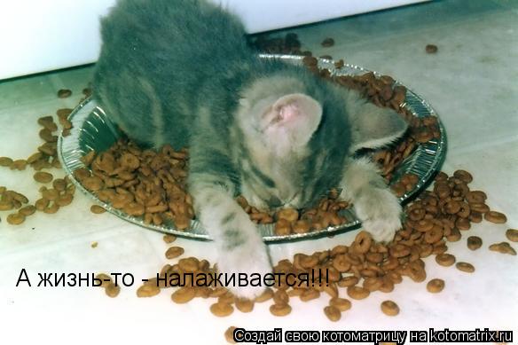 А жизнь-то - налаживается!!!... Котоматрица: А жизнь-то - налаживается!!!