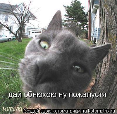 дай обнюхою ну пожалустя... Котоматрица: дай обнюхою ну пожалустя