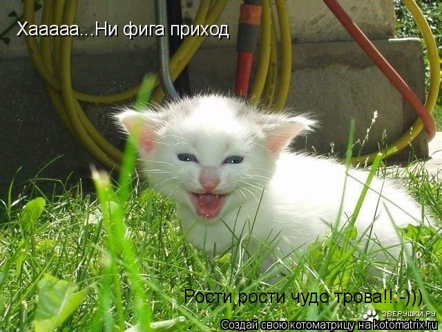 Хааааа...Ни фига приход Рости рости чудо трова!!:-)))... Котоматрица: Хааааа...Ни фига приход Рости рости чудо трова!!:-)))