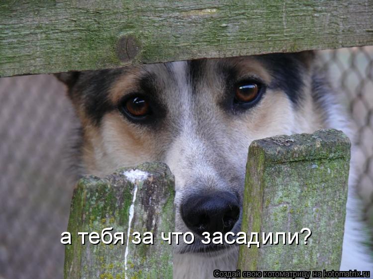 а тебя за что засадили?... Котоматрица: а тебя за что засадили?