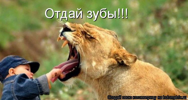 Отдай зубы!!!... Котоматрица: Отдай зубы!!!