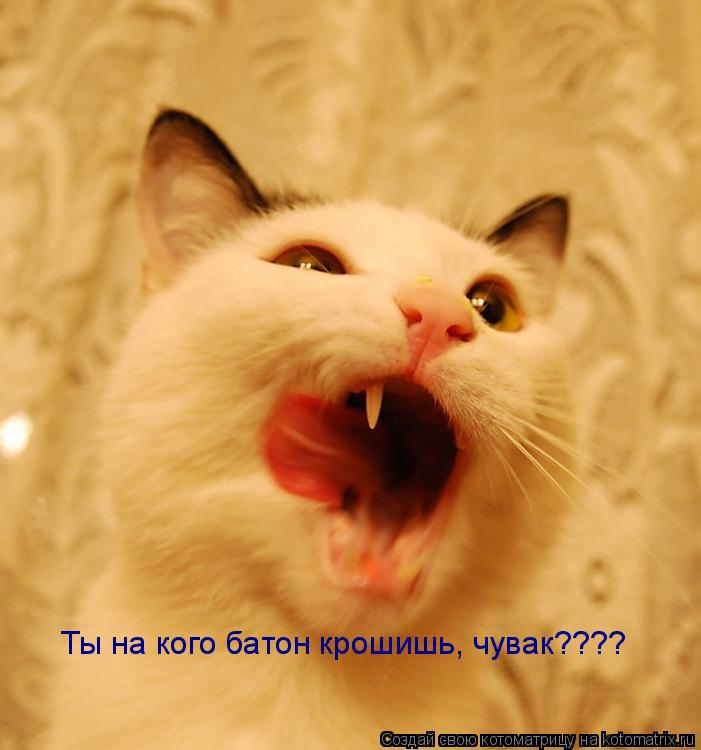 Ты на кого батон крошишь, чувак????... Котоматрица: Ты на кого батон крошишь, чувак????