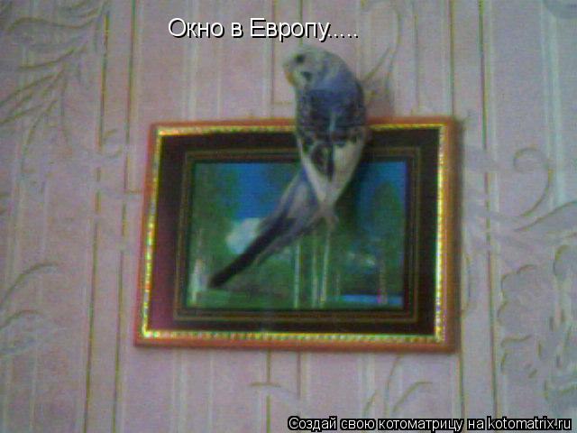 Окно в Европу........ Котоматрица: Окно в Европу.....