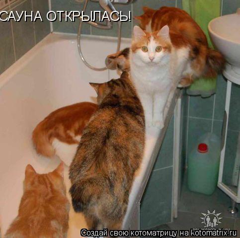 САУНА ОТКРЫЛАСЬ!... Котоматрица: САУНА ОТКРЫЛАСЬ!