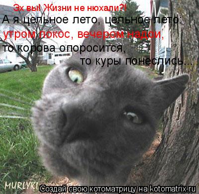 Эх вы! Жизни не нюхали?! А я цельное лето, цельное лето: утром покос, вечером надои, то корова опоро... Котоматрица: Эх вы! Жизни не нюхали?! А я цельное лето, цельное лето: утром покос, вечером надои, то корова опоросится, то куры понеслись...