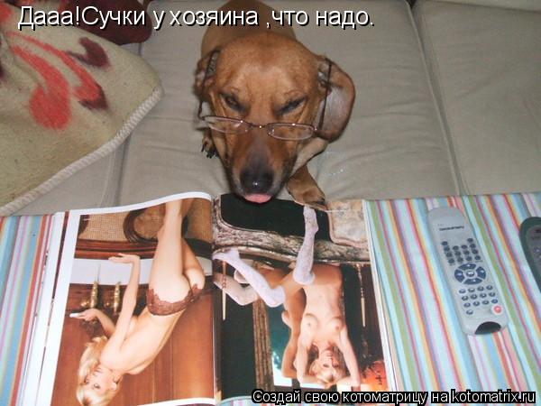 Дааа!Сучки у хозяина ,что надо.... Котоматрица: Дааа!Сучки у хозяина ,что надо.