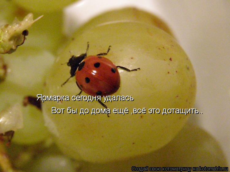 Ярмарка сегодня удалась Вот бы до дома ещё ,всё это дотащить..... Котоматрица: Ярмарка сегодня удалась Вот бы до дома ещё ,всё это дотащить..