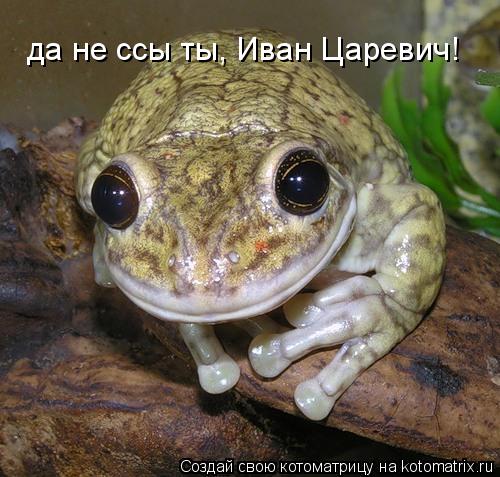да не ссы ты, Иван Царевич!... Котоматрица: да не ссы ты, Иван Царевич!