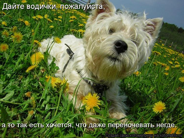Дайте водички, пожалуйста, а то так есть хочется, что даже переночевать негде.... Котоматрица: Дайте водички, пожалуйста, а то так есть хочется, что даже переночевать негде.