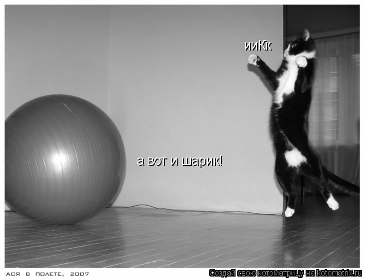 а вот и шарик! ииКк... Котоматрица: а вот и шарик! ииКк